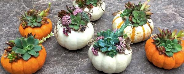 Succulent Pumpkin Arrangement Workshop